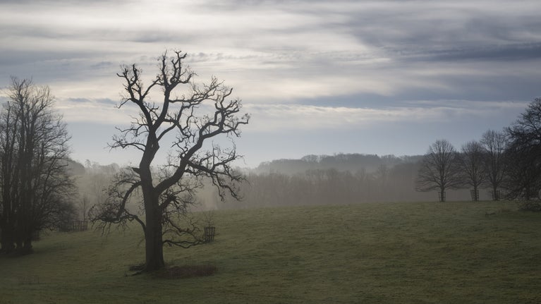 A misty view of the parkland in February at Basildon Park, Berkshire